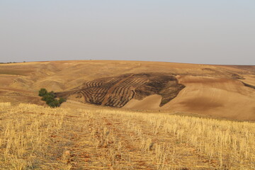 Fototapeta premium A burning field, fire destroyed crops