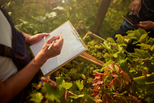 Vineyard worker holding a clipboard standing near harvested grapes
