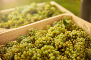 Freshly-harvested ripe white grapes in wooden boxes