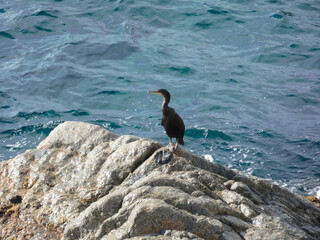 corborate in the water