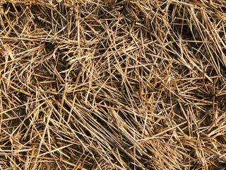 Hay texture background from high angle view of dried straw