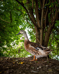 Duck in the park