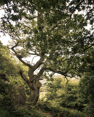 Fototapeta na wymiar Twisting tree in the woods