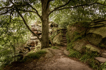 Footpath in the woods