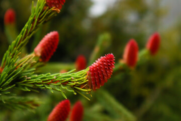 Ukrainian Carpathian Mountains. Nature photography. Macro. Red cone with raindrops
