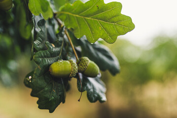 Acorns on a tree in the rain