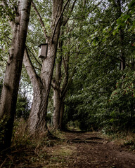 Tall trees in dark woods