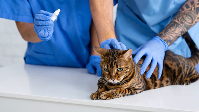 Unrecognizable veterinary team treating cat's ear infection with medical drops at clinic, free space