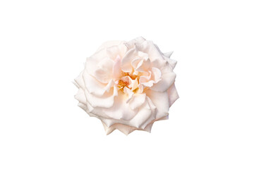 white rose flower isolated on white