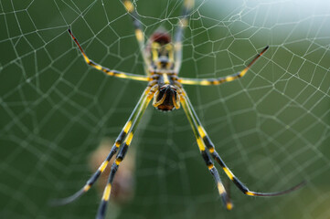 女郎蜘蛛のメス