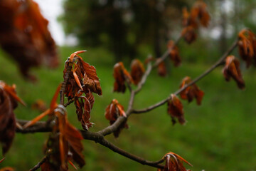 Ukrainian Carpathian Mountains. Nature photography. Autumn forest