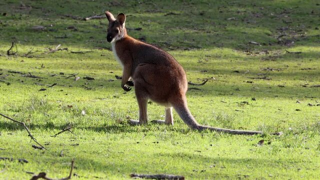 Kangaroo starts urinating on the grass at Cave Beach Park in Jervis Bay Australia, Stable handheld shot