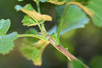 Green  Cicada  -   Buffalo treehopper  (  Stictocephala bisonia  )  on plant