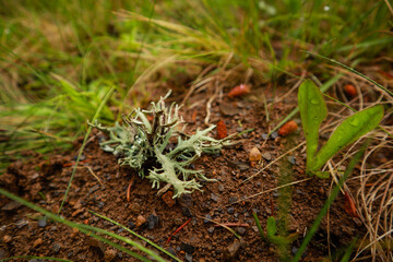 Ukrainian Carpathian Mountains. Nature photography. Macro plants. Flora of Ukraine. Forest after the rain
