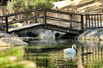 Beautiful swan swimming in a pond at Reina Sofia Park