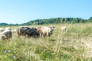Sheep grazing in a grass field. Countryside landscape.