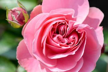 pink rose close up