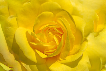 yellow rose background