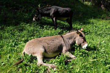 Ânes dans un champ en été