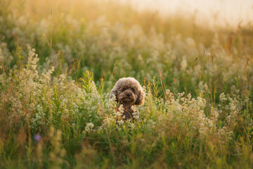 miniature chocolate poodle on the grass. Pet in nature.