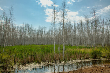 White-barked birch trees without leaves in a wetland surrounded by reeds and cattails.