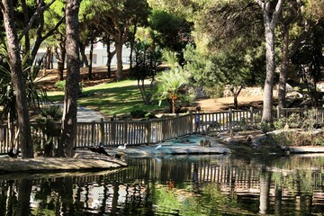 Fototapeta na wymiar Pond surrounded by vegetation in Reina Sofia park in Alicante
