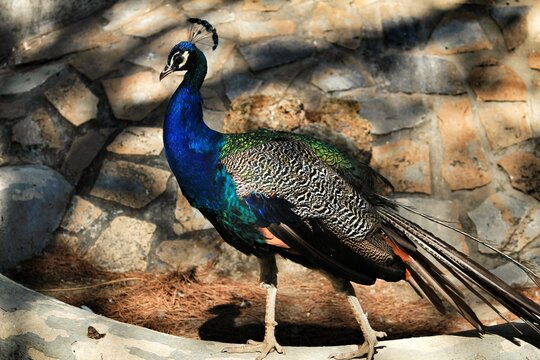 Colorful peacocks in a park in Spain