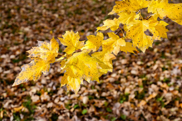 yellow maple branch in autumn