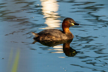 Little Grebe Tachybaptus ruficollis Costa Ballena Cadiz