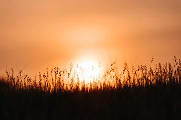 Closeup shot of grass on the hill during the sunset	