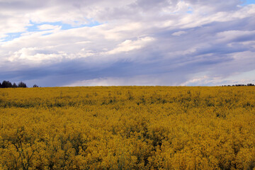 Blue sky over a yellow flower field, with a strip of trees on the horizon, summer mood. Stock photo for web and print with empty space for text and design, backgound, wallpaper.