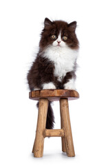 Adorable brown with white fluffy British Longhair cat kitten, sitting facing front on little wooden stool. Looking at camera with round eyes. Isolated on white background.