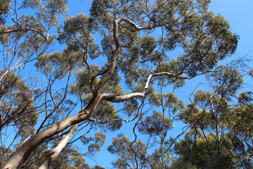eucalyptus on kangaroo island (australia)