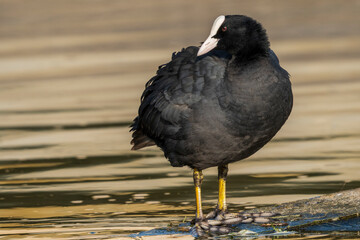 Eurasian Coot Fulica atra Red Eye Costa Ballena Cadiz