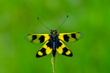 Ownfly ,  Libelloides is a genus of net-winged insects belonging to the family Ascalaphidae subfamily Ascalaphinae.