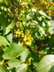 Green plant with yellow blossoms