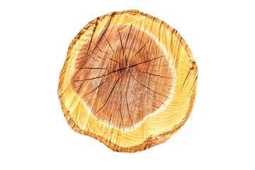 smooth cross section brown tree stump slice with age rings cut fresh from the fores isolated on white background