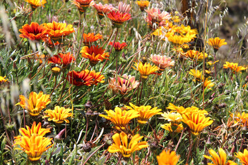 wild flowers on kangaroo island (australia)