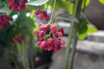 Branch of ripe fresh raspberries in garden. Red sweet berries growing on fresh raspberry bush in fruit garden.
