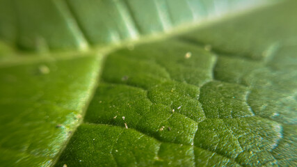 Closeup leaf background. Abstract macro plant pattern. Botany textured