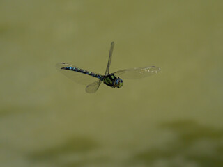 Blaugrüne Mosaikjungfer