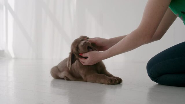 Caucasian woman strokes and massages brown labrador puppy on floor at home