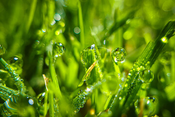 Fototapeta na wymiar Macro drops of dew on green grass. Morning condensation on lawn. Closeup wet meadow