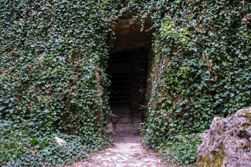 Close  up ivy covered wall with dark door