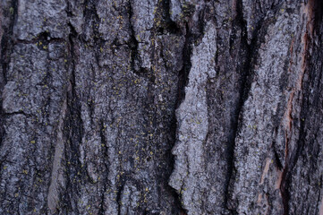 bark
