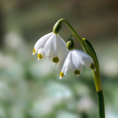 Obraz premium a soft flower blossom in a nature garden