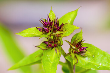 a soft flower blossom in a nature garden
