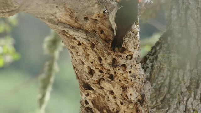 Acorn woodpecker on tree branch