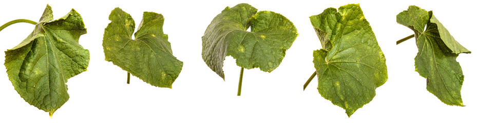green cucumber leaf on white background. set, collection