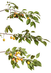 cherry plum fruit on a branch on a white background. set, collection